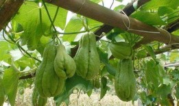 6岁男孩常吃佛手瓜好吗