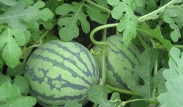 西瓜头吃瓜视频,揭秘网红美食背后的故事