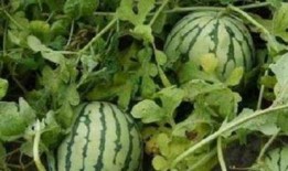 在车里吃瓜甜,甜蜜时光尽享