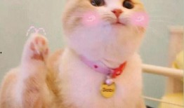 猫头吃瓜头像,趣味横生，揭秘网络潮流新宠