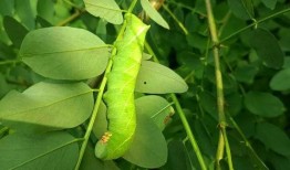 小86吃瓜树叶,探索吃瓜树叶的神秘世界