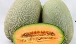 小缘吃哈密瓜,小缘的哈密瓜美食之旅