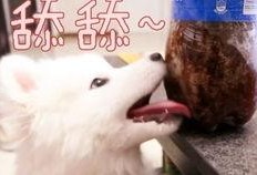 吃瓜汪贴吧,揭秘娱乐圈幕后故事