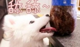 吃瓜汪贴吧,揭秘娱乐圈幕后故事