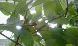 小86吃瓜树叶,探索吃瓜树叶的神秘世界