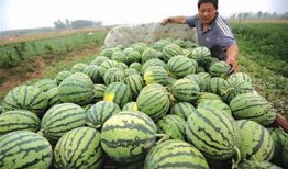曝光青岛小伙吃瓜,意外成为网络热议焦点