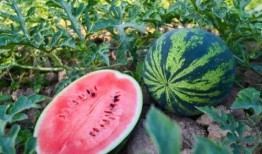 莱芜最新吃瓜,揭秘当地热门事件背后的真相