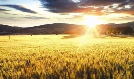 麦田公益吃瓜,一场别开生面的公益活动