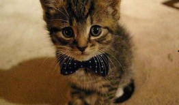 猫头吃瓜头像,趣味横生，揭秘网络潮流新宠