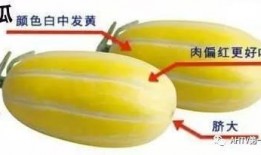 小牙瓜怎么吃,小牙瓜的多样食用指南