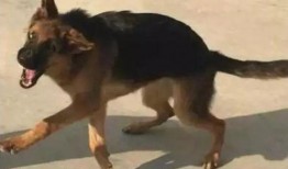 德牧吃瓜,萌宠日常，欢乐无限