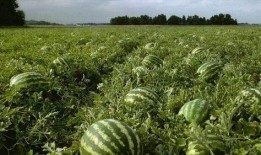 路遇吃瓜,揭秘街头奇闻轶事