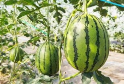 在车里吃瓜甜,甜蜜时光尽享