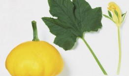 小86吃瓜树叶,探索吃瓜树叶的神秘世界