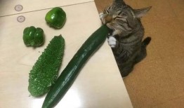 猫吃瓜辣椒的反映,瓜果中的辣味冒险