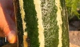 吃瓜都去哪里吃,揭秘“吃瓜族”的聚集地