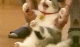 早起吃瓜的视频,揭秘早起吃瓜的奇妙体验