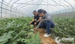 减肥吃小吊瓜,轻松享瘦的秘密武器