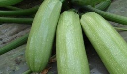 吃三瓜的好处,夏日三瓜养生益处多