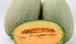 绣眼吃哈密瓜,探寻自然界的美食之旅