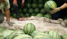 青海最新吃瓜新闻事件,揭秘当地奇特现象背后的真相