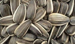 吃籽的小瓜,探索吃籽小瓜的奇妙之旅