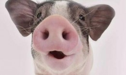 吃蜜瓜的猪,吃蜜瓜的猪趣事记