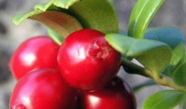 蔓越莓现场吃瓜