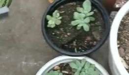 吃小瓜打沾水,夏日清凉美食之旅