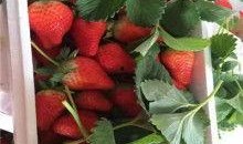 金乡高河吃瓜,夏日炎炎，吃瓜群众欢乐多