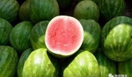 水城广场魏县吃瓜,夏日消暑好去处