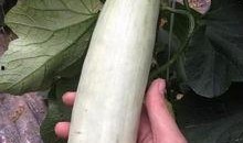 网红吃餐具的瓜