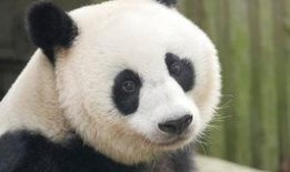 一只肥肥吃瓜,欢乐无限