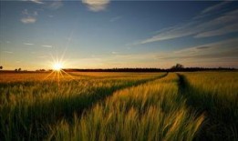 麦田公益吃瓜,一场别开生面的公益活动