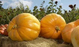 孩子可以吃方瓜吗,方瓜的营养与食用指南