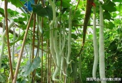 蛇瓜丝瓜怎么吃,探索健康美味的烹饪新境界