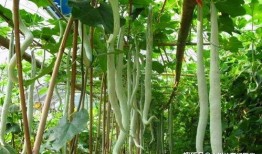 蛇瓜丝瓜怎么吃,探索健康美味的烹饪新境界