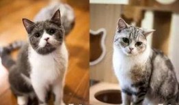 空灵吃瓜cat,揭秘网络红人的神秘魅力