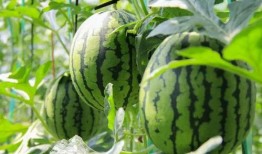 小米10吃瓜群众名称,吃瓜群众眼中的科技盛宴