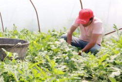 村口榕树头吃瓜群众,吃瓜群众的闲谈与生活百态