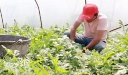 村口榕树头吃瓜群众,吃瓜群众的闲谈与生活百态