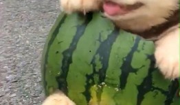 吃瓜被狗咬,意外遭遇狗咬的尴尬瞬间