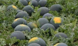 吃瓜黑皮无籽,探寻夏日消暑新宠