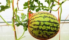 凤凰网吃瓜,揭秘娱乐圈幕后真相，带你领略明星们的真实生活