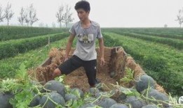 宏琪吃瓜,揭秘娱乐圈幕后故事