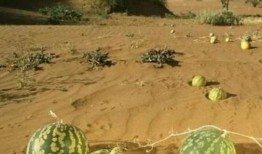 沙漠事件吃瓜,揭秘神秘“吃瓜”事件背后的真相