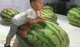 临朐吃瓜群众事件,一场网络舆论的风暴与反思