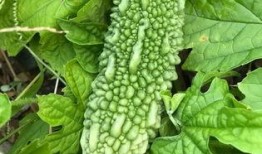 苦刺瓜怎么吃,解锁美味新体验