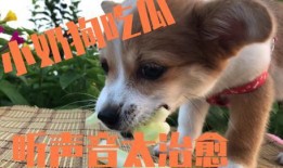 吃瓜的狗图片,揭秘吃瓜狗的趣味瞬间