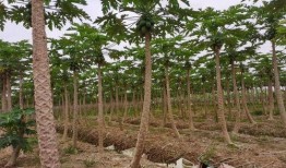 村口榕树头吃瓜群众,吃瓜群众的闲谈与生活百态